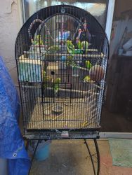 Parakeets With cage