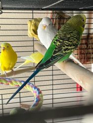 White, Blue, Yellow, Green Parakeets