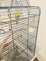 Large birdcage and 2 young parakeets for sale