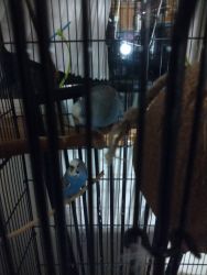 2 Rare Parakeets w/Large cage 4 Adoption