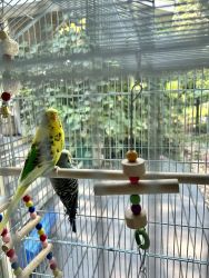 2 young parakeets