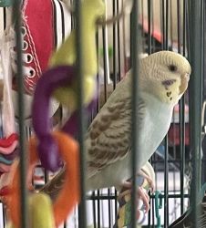 10 Month Old Female Parakeet For Sale