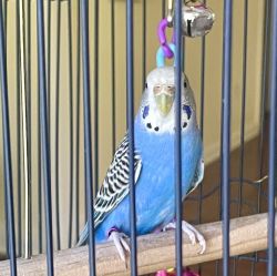 1 Yr Old Female Parakeet For Sale