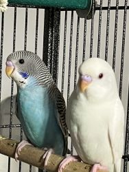 Cute Parakeet Pair