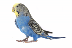 Parakeet birds for sale