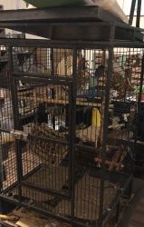 4 Parakeets with extra large flight cage