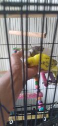 2 Parakeets for Sale need a New Home.
