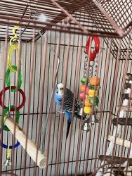 Free Blue Parakeet