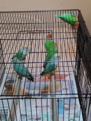 beautiful baby parakeet for sale
