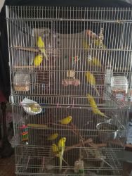 Parakeet bird for sell