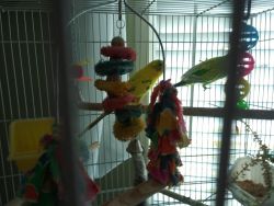 parakeets for free 2 males and 2 females also 2 cockatiels
