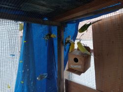 7 parakeets for sale--