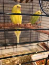2 Parakeets and Cage