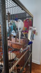 Free parakeets to good home