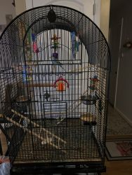 2 parakeets with cage