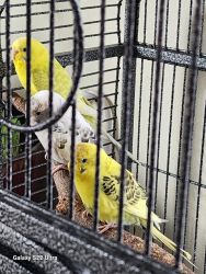 6 parakeets (I sold them together)