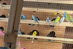 Multi colors Parakeets