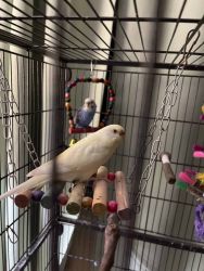 2 birds w/cage and toys