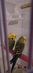2 bonded Parakeets
