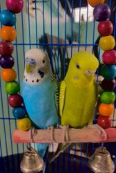 Parakeets Available