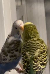 Two budgie pairs
