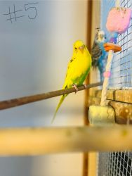 Budgies/ parakeets
