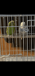 Two Male Parakeets w/cage