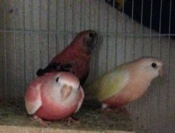 Bourke Parakeets/ Parakeet
