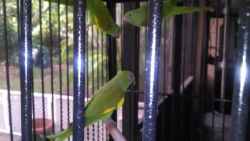 Bonded Pair Of Canary-winged Parakeets W/cage