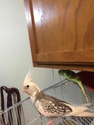 Parakeet and bugie
