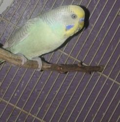 Parakeets***