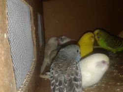 ****Parakeets