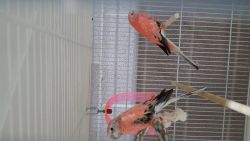 Parakeets Rosie Bourkes