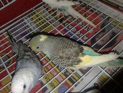 Parakeets rehoming
