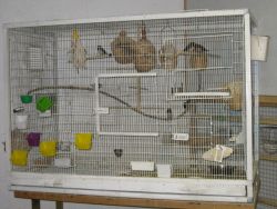 Large Animal Cages