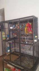 Moving need to rehome parakeet