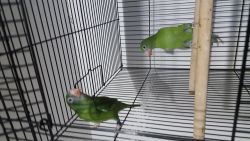 Canary wings parakeets