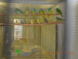 Scarlet Chested Parakeets