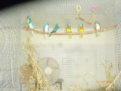 6 male Scarlet Chested Parakeets