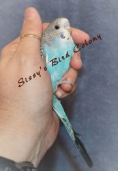 Sweet Hand raised Male Parakeet