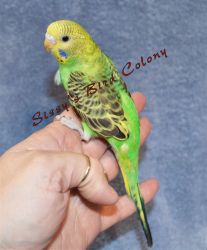 Sweet Hand raised parakeet