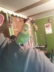 Young Parakeets for sale