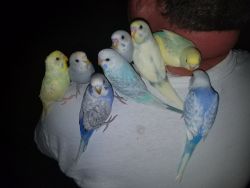 Handfed, handraised uniquely colored parakeets