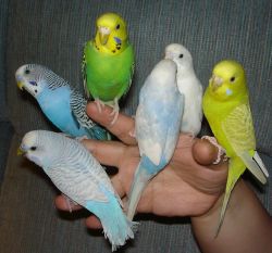 Parakeets For Sale $15 - Maryland's Biggest Bird Breeders