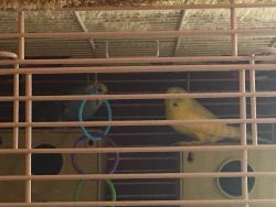 Free Parakeets male and female