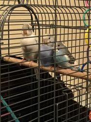 3 Parakeet Birds and cage
