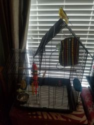 Rehoming two parakeets