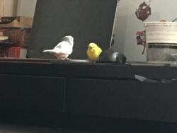 2 Parakeets and a cocktail for sale