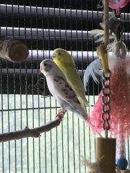 Two female 3 year old semi trained parakeets