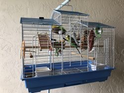 Two beautiful parakeets need loving home